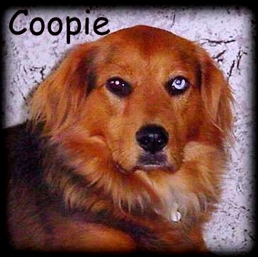 Coopie.jpg