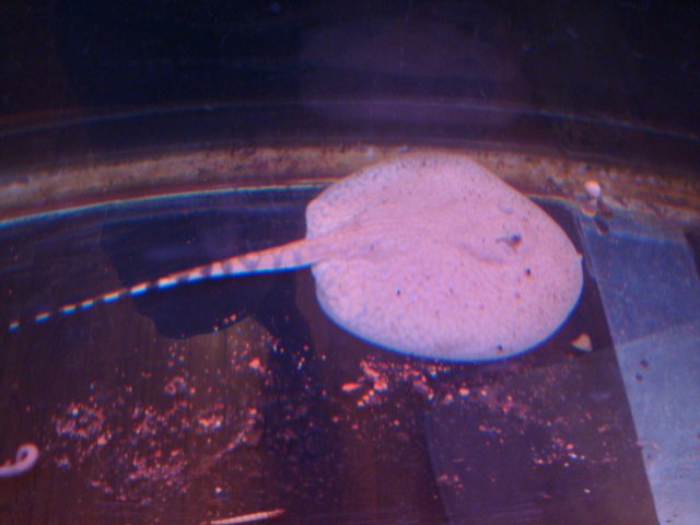 tiger ray and fish item 011.JPG