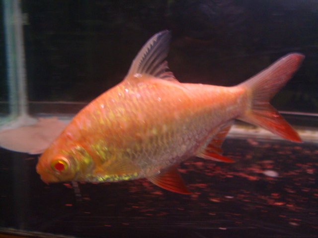 fish light 032.JPG