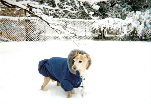 Chib in snow.jpg