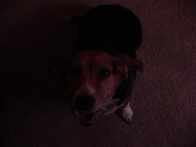 Roxy.jpg