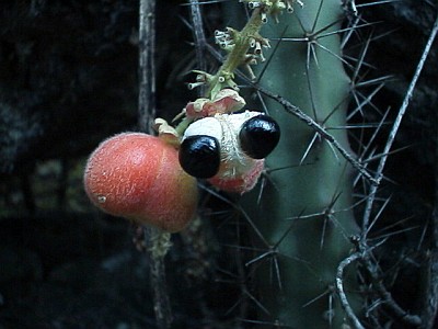 plant-seeds.jpg