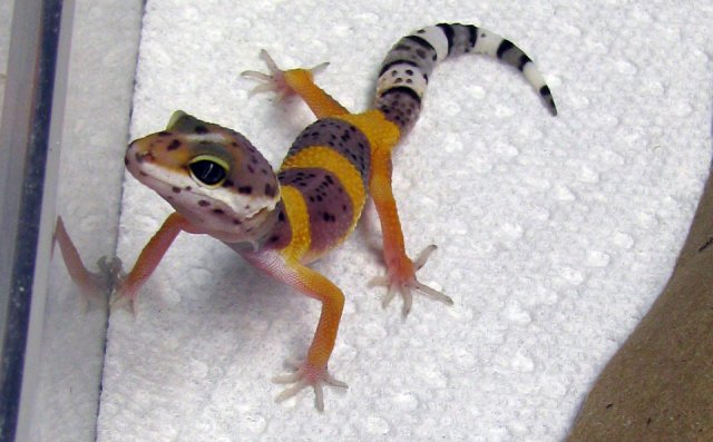 Fs 09 Juvenile Leopard Geckos Aquariacentral Com Fs 09 Juvenile Leopard Geckos Aquariacentral Com