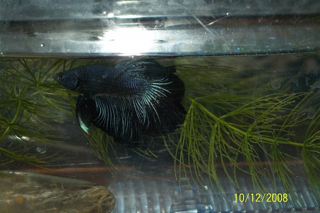 betta1.jpg