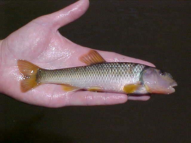 Nocomis micropogon 2.jpg