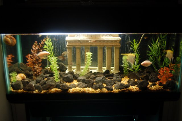 fish tank 012.jpg