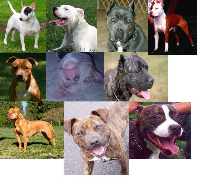 minbull.jpg minbull.jpg