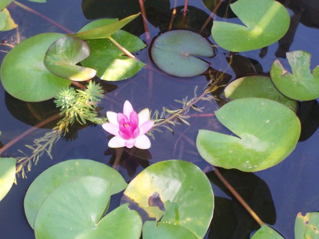 pond5.jpg