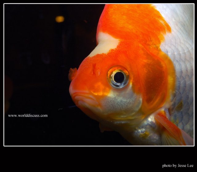 goldfish15.jpg