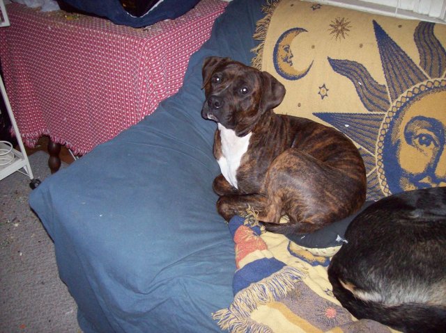 baela couch.JPG baela couch.JPG