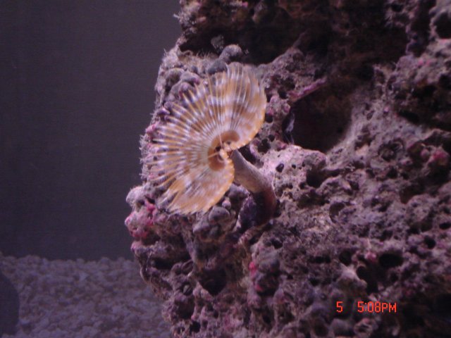 Feather Duster.jpg