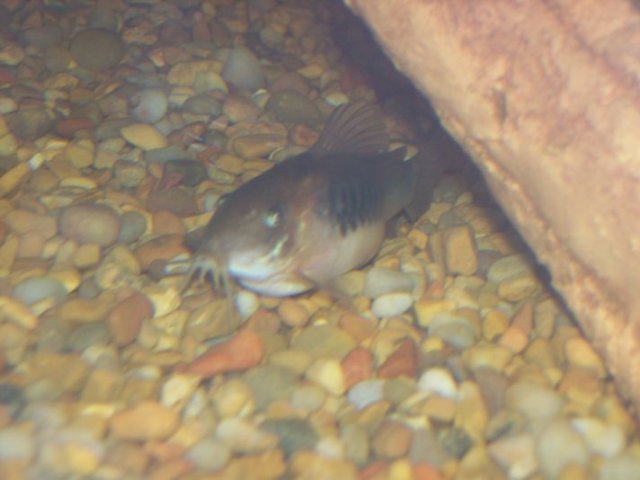 fatty 2.JPG