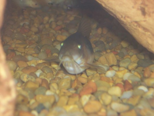 fatty 3.JPG