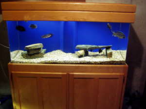 tank1.jpg