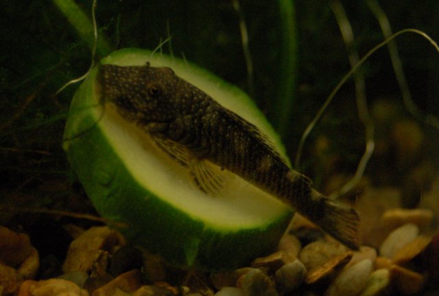 pleco.JPG