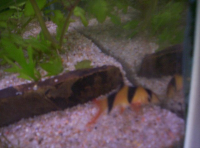 loach 1.jpg