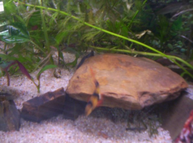 loach.jpg