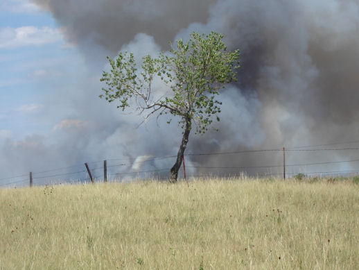treefire.jpg