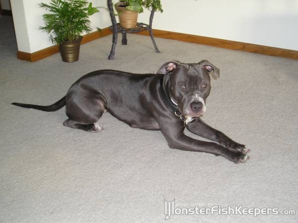 raven11.jpg raven11.jpg