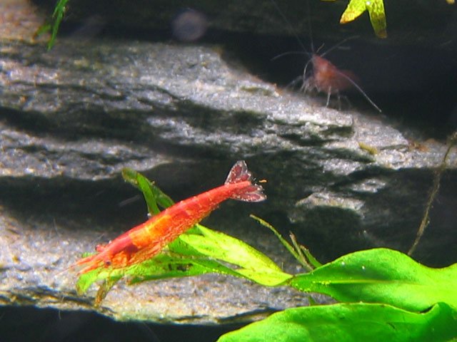 cherry2.jpg