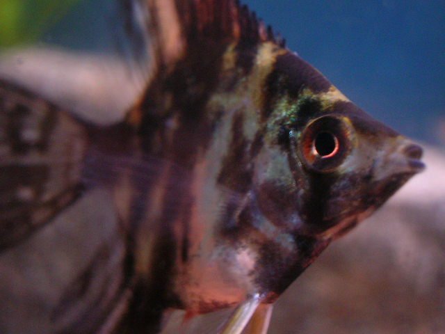 DSCN4410.JPG