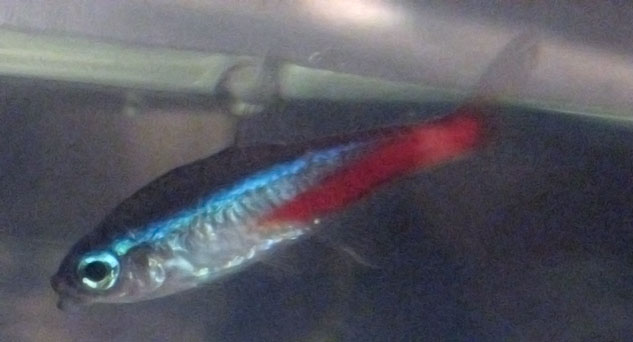 neontetradisease-sideview.jpg neontetradisease-sideview.jpg