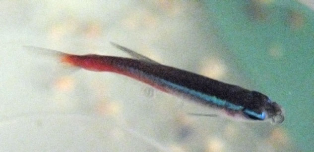 neontetradisease-topview.jpg neontetradisease-topview.jpg
