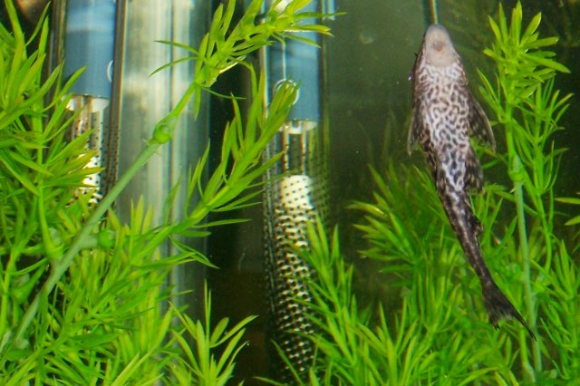 100_2832 2.jpg 100_2832 2.jpg