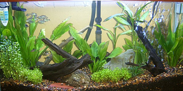 PlantedTank1.jpg