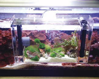 Hang on Refugium.jpg