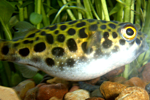puffer3.jpg