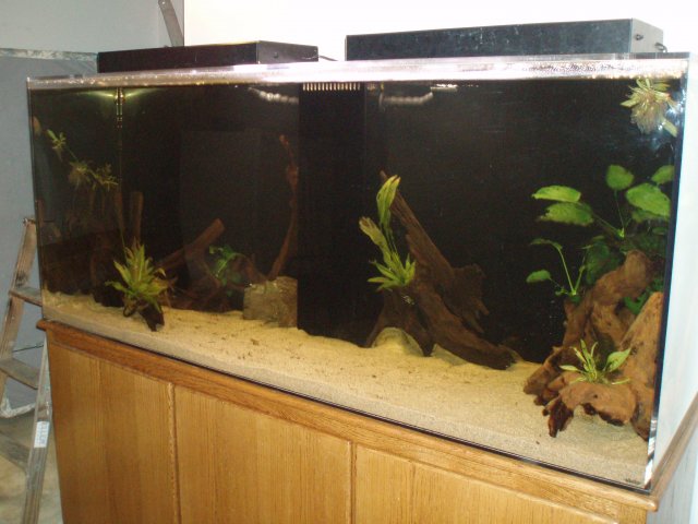 Update 071109 Full Tank 01.JPG