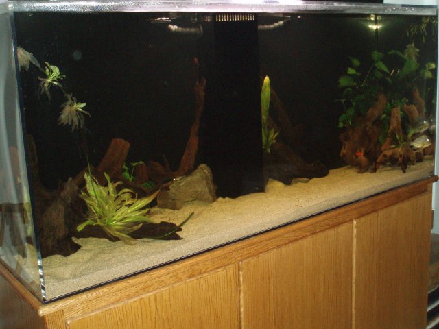 Update 071109 Full Tank 03.JPG