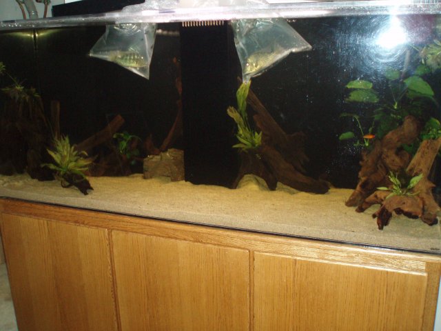 Stock Geos in bags.JPG