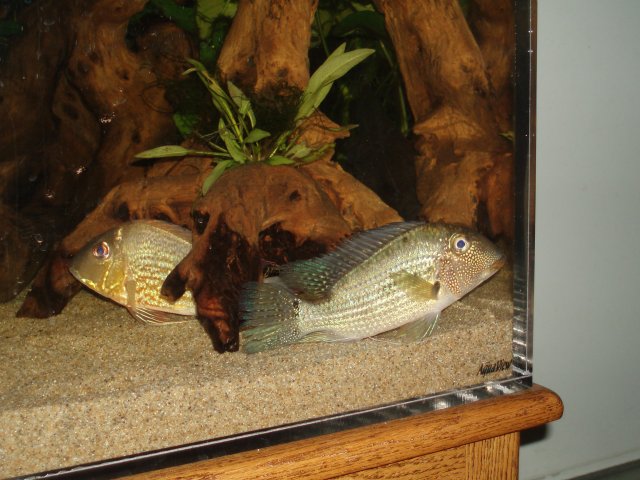 Stock Geos Under Wood.JPG