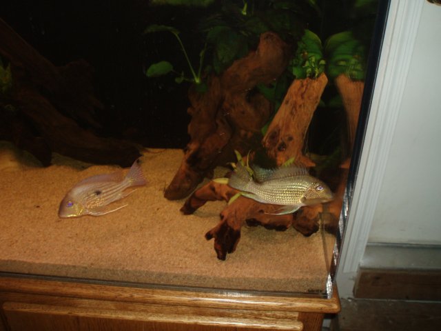 Stock Surinamensis Geo Together.JPG