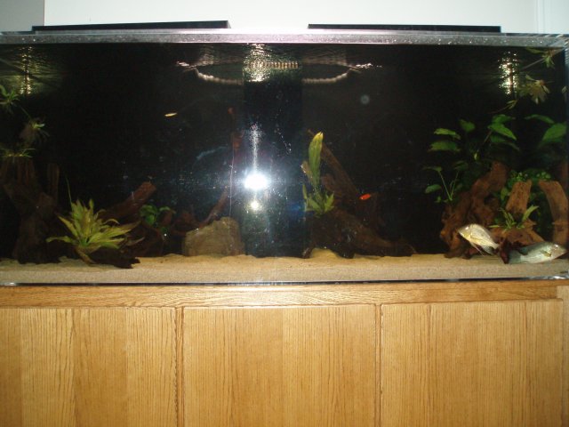 Stock Surinamensis Geos Tank.JPG