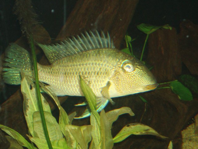 Stock Surinamensis Jurupari.JPG