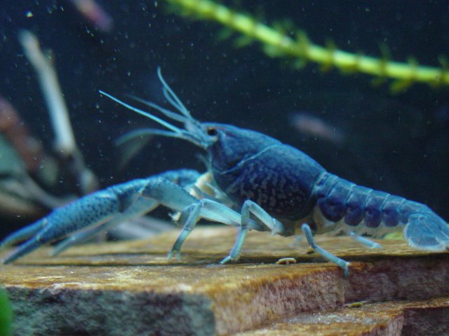 Crayfish file 104.jpg