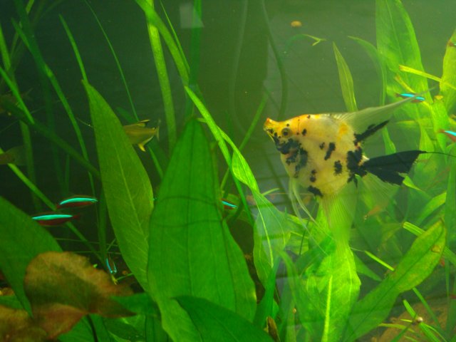 Fish failures 182.JPG