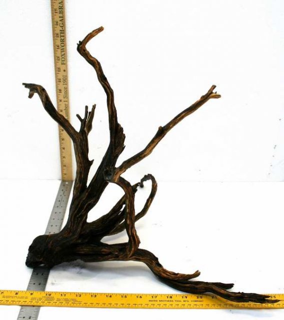 MED STUMP 34 OVERALL0001.JPG