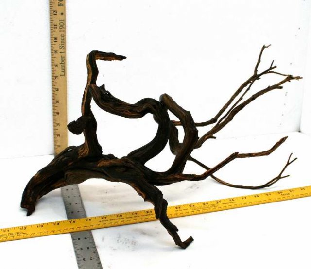 MED STUMP 35 SIDE0001.JPG