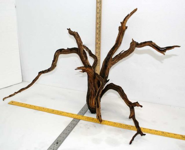 LG STUMP 45 SIDE 0001.JPG