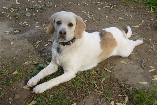Bullwinkle 2008.jpg