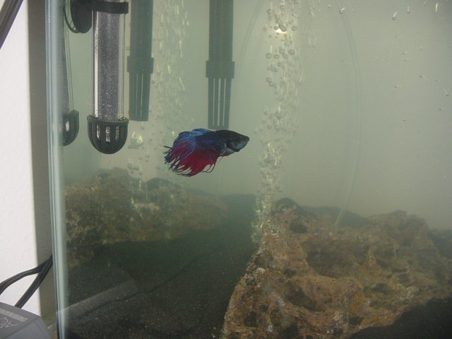 Betta 1.jpg