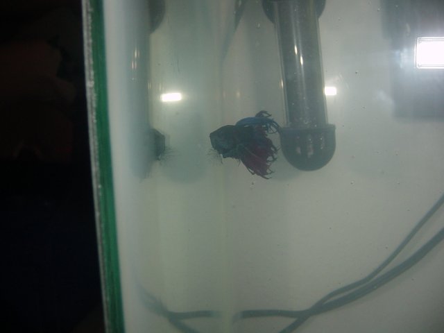 Betta 2.jpg