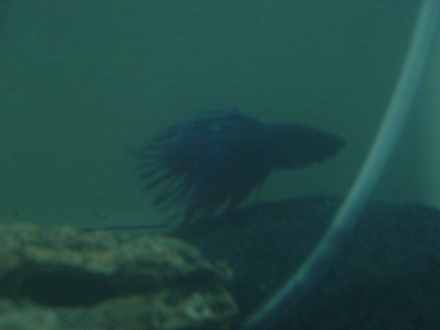 Betta 3.jpg