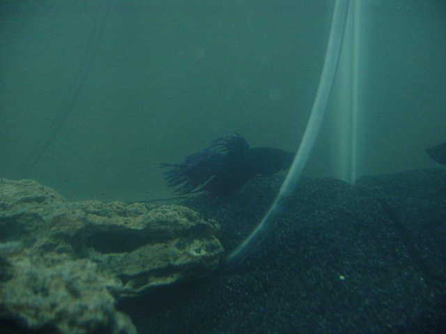 Betta 4.jpg