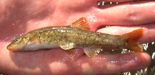 fish2.jpg