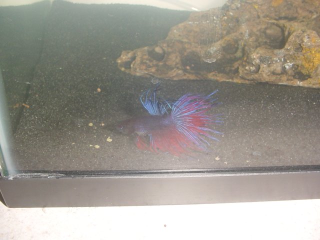 Betta All Sprawled Out.jpg